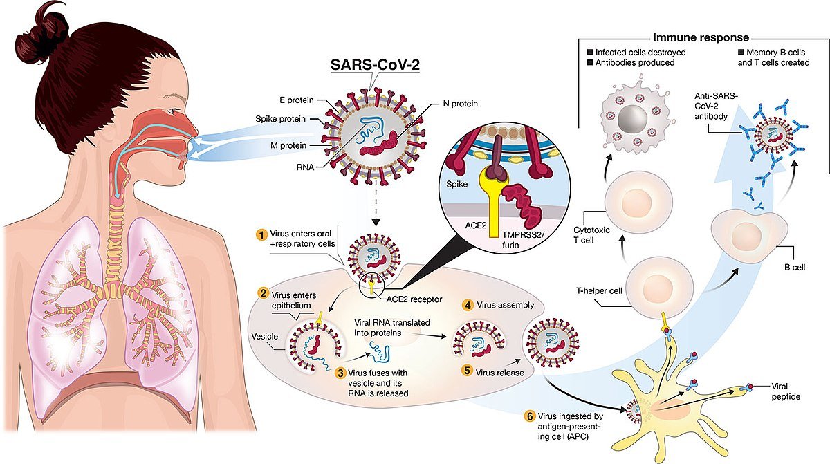 , In The Fighting Ring With Covid-19 Disease