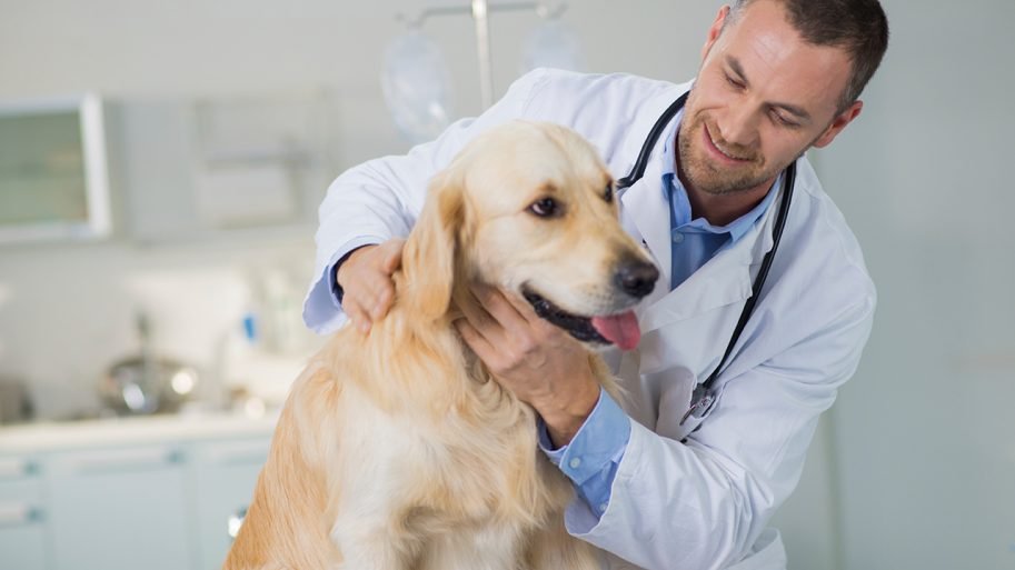 , Which Antibiotics Are the Best for Your Pet Dog to Treat Bacterial Infections?